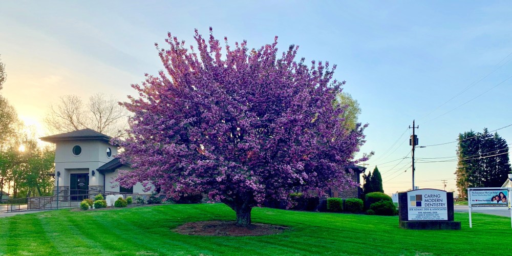 office-tree